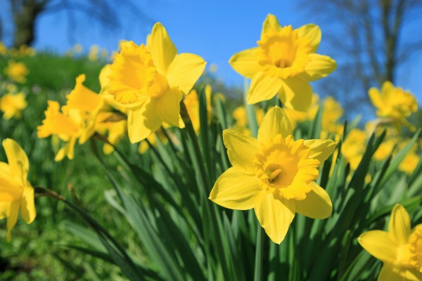 daffodils